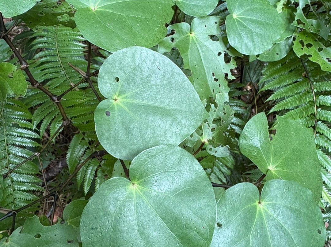 Hukutaia Domain-Opotiki必去景点