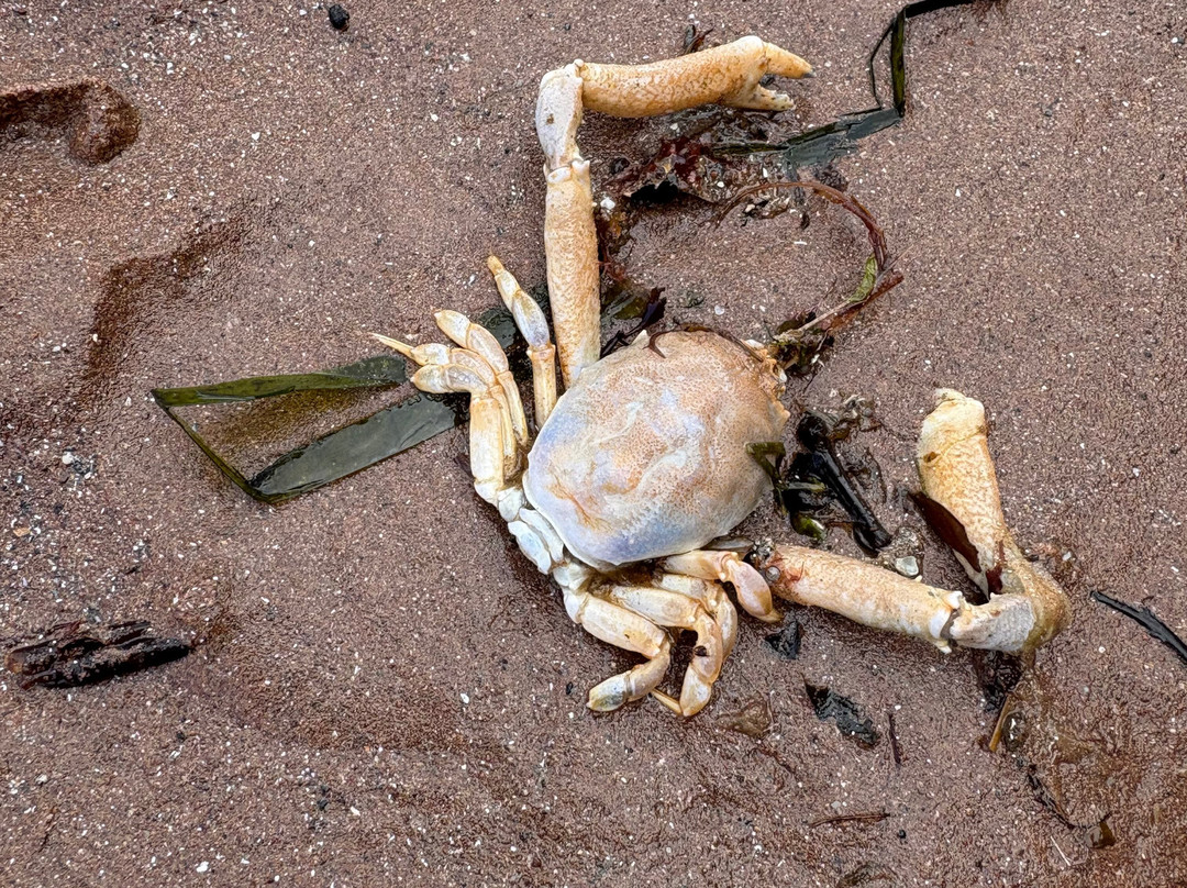Paignton Beach-佩恩顿必去景点