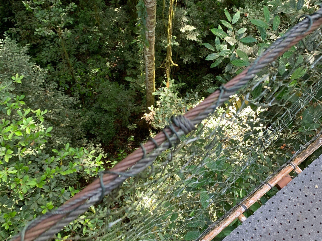 Mulu Skywalk-姆鲁国家公园必去景点