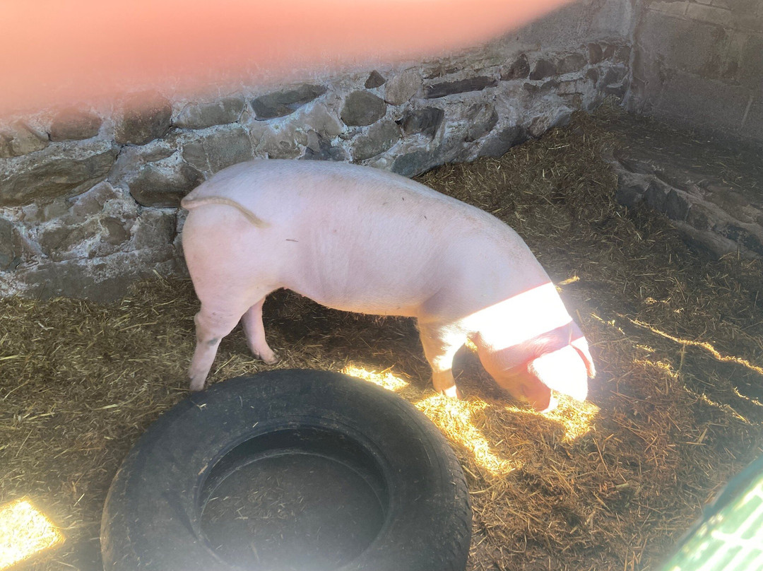 Dwyfor Ranch Rabbit Farm and Animal Park-Llanystumdwy必去景点