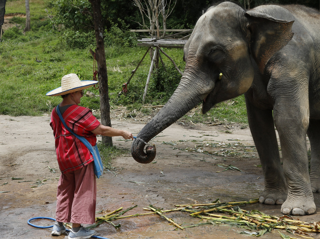 Karen Tribe Native Elephant-清迈必去景点