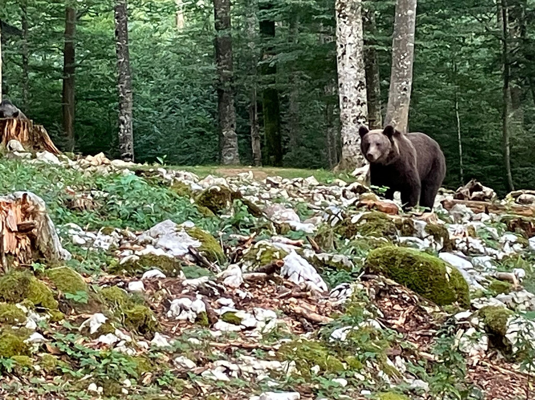 Slovenian Bears-Stari Trg pri Lozu必去景点