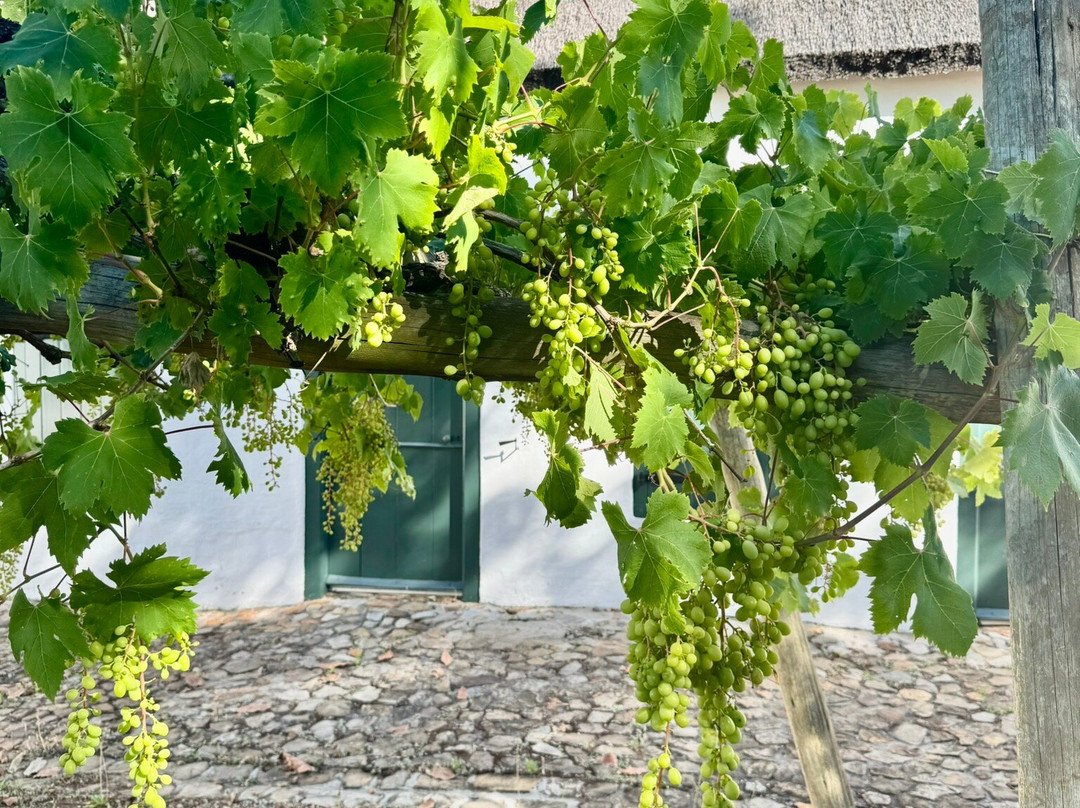 Groot Constantia-康士坦提亚必去景点