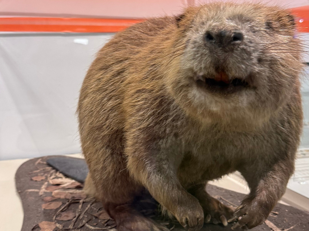 Tullie House Museum & Art Gallery-卡莱尔必去景点