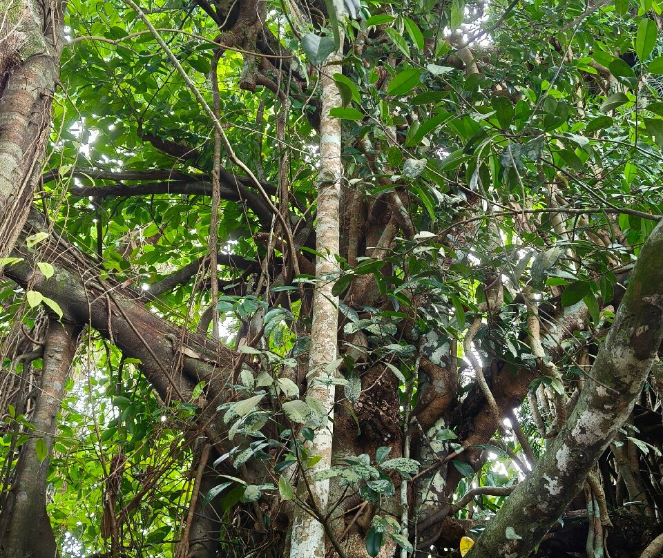 Millennium Tree (Balete tree)-Maria Aurora必去景点