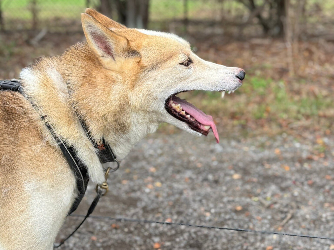 Arctic Quest Sled Dog Adventures-图克斯伯里必去景点