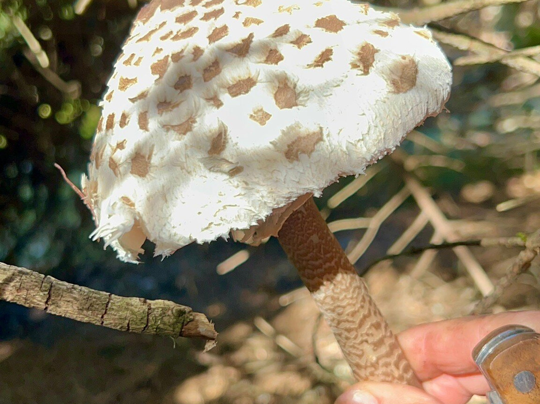 Quinte Et Sens主图