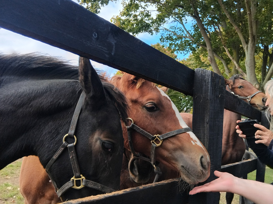 Discover Newmarket Tours-纽马克特必去景点