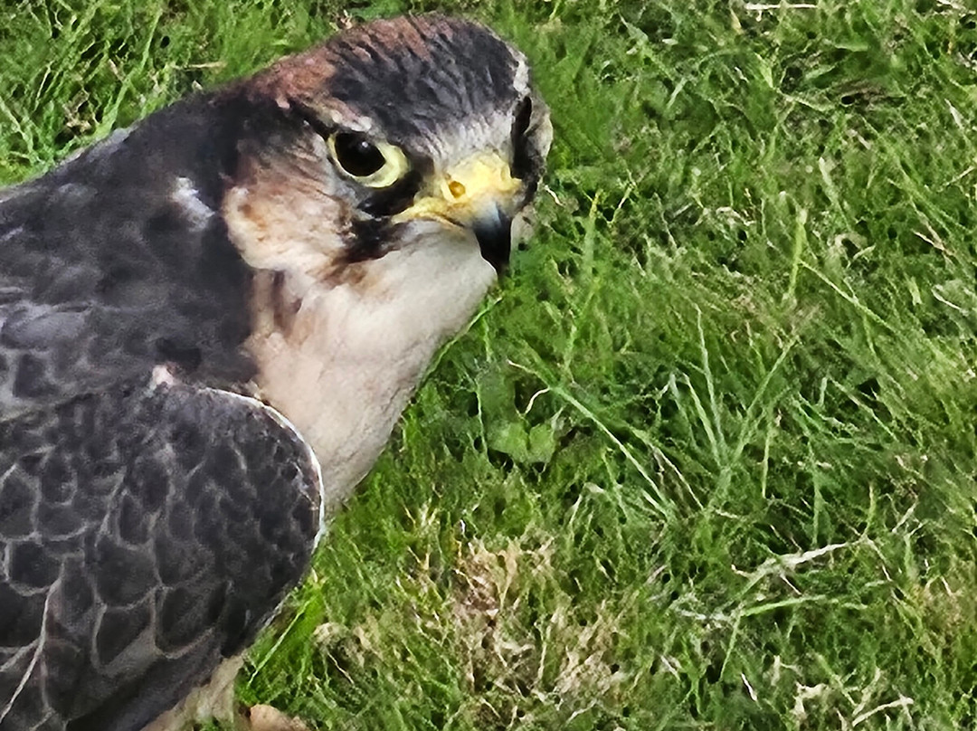 East Sussex Falconry-Herstmonceux必去景点