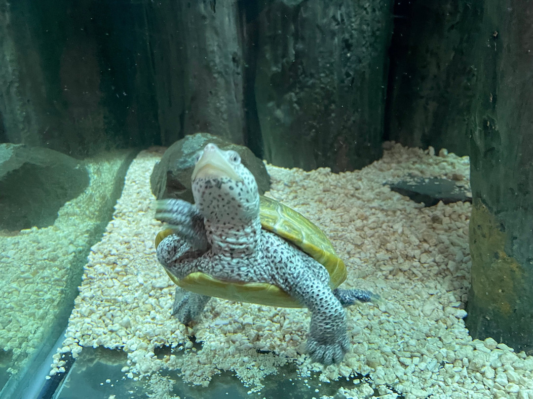 Jenkinson's Aquarium-波因特普莱森海滩必去景点