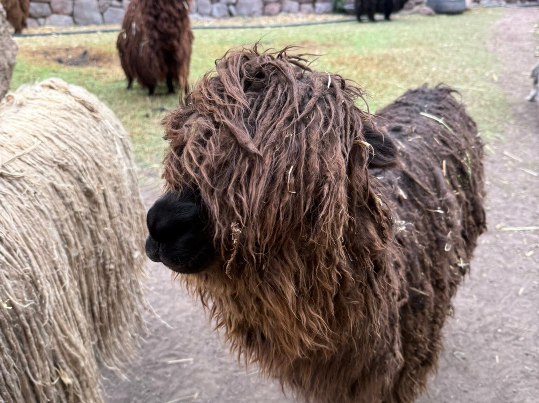 Awana Kancha-库斯科必去景点