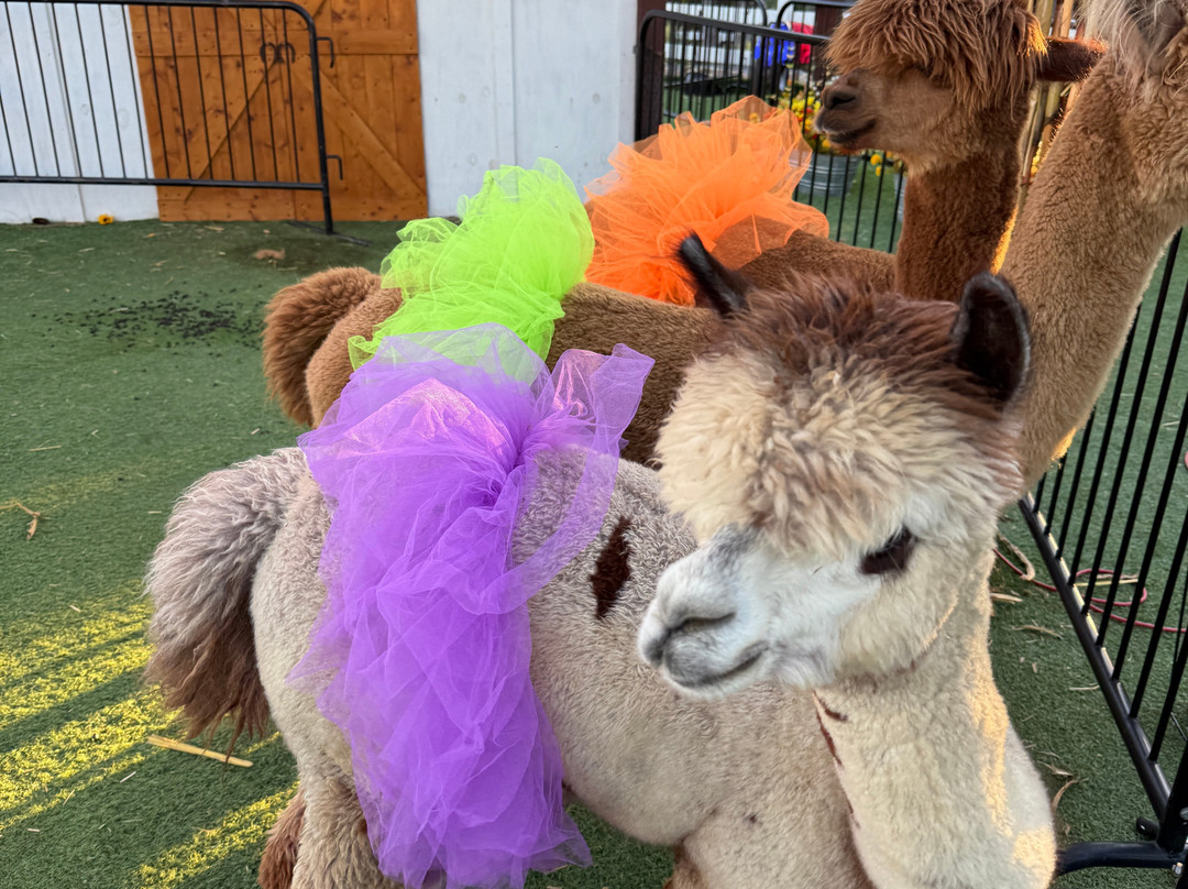 SkyLand Ranch-塞维尔维尔必去景点