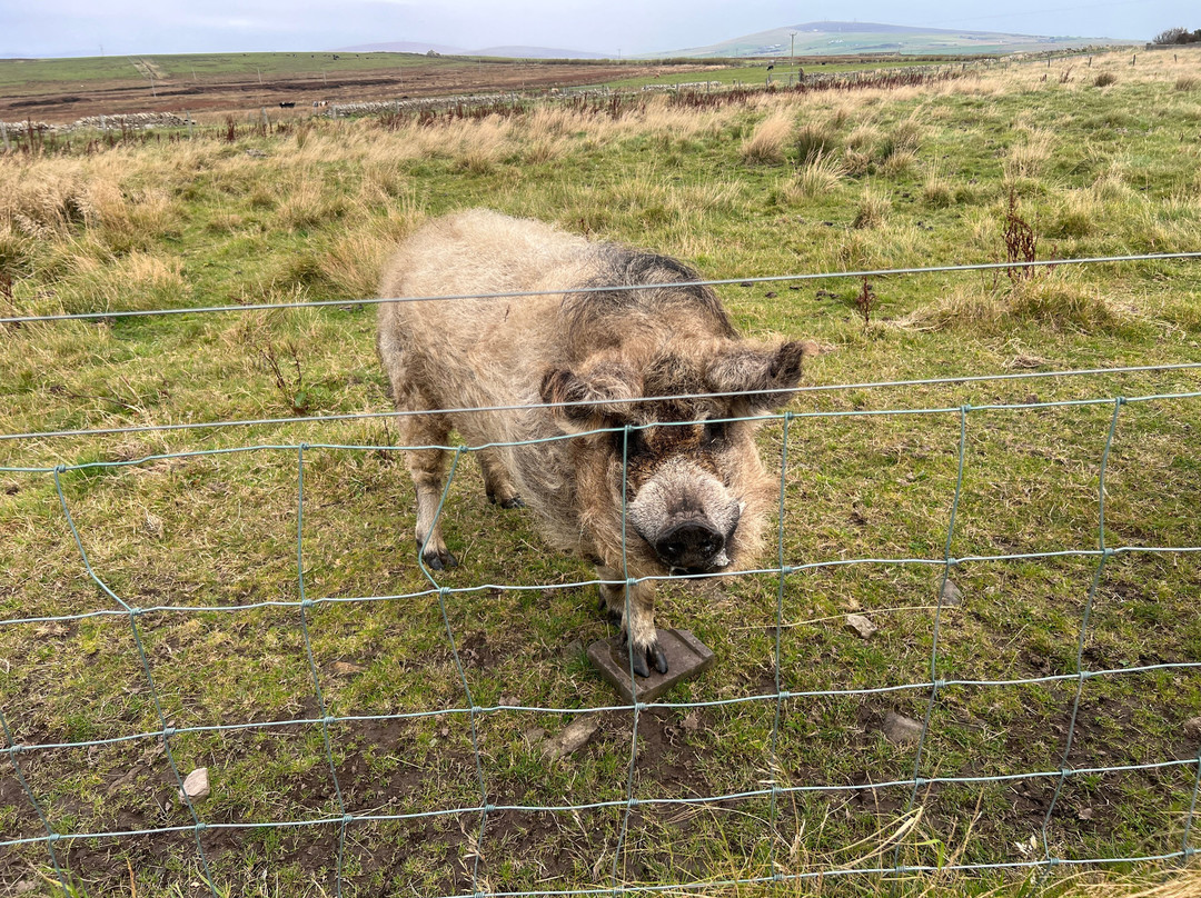 My Orkney Tours-柯克沃尔必去景点