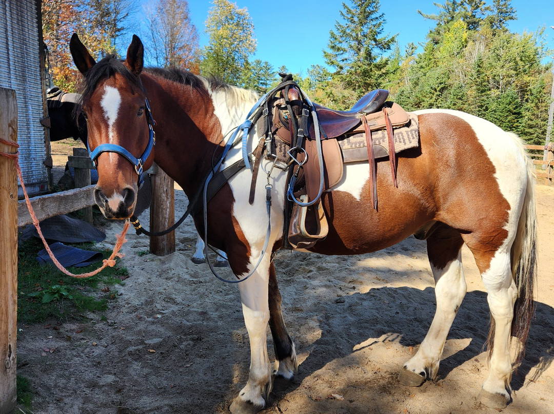 South Algonquin Trails-Harcourt必去景点