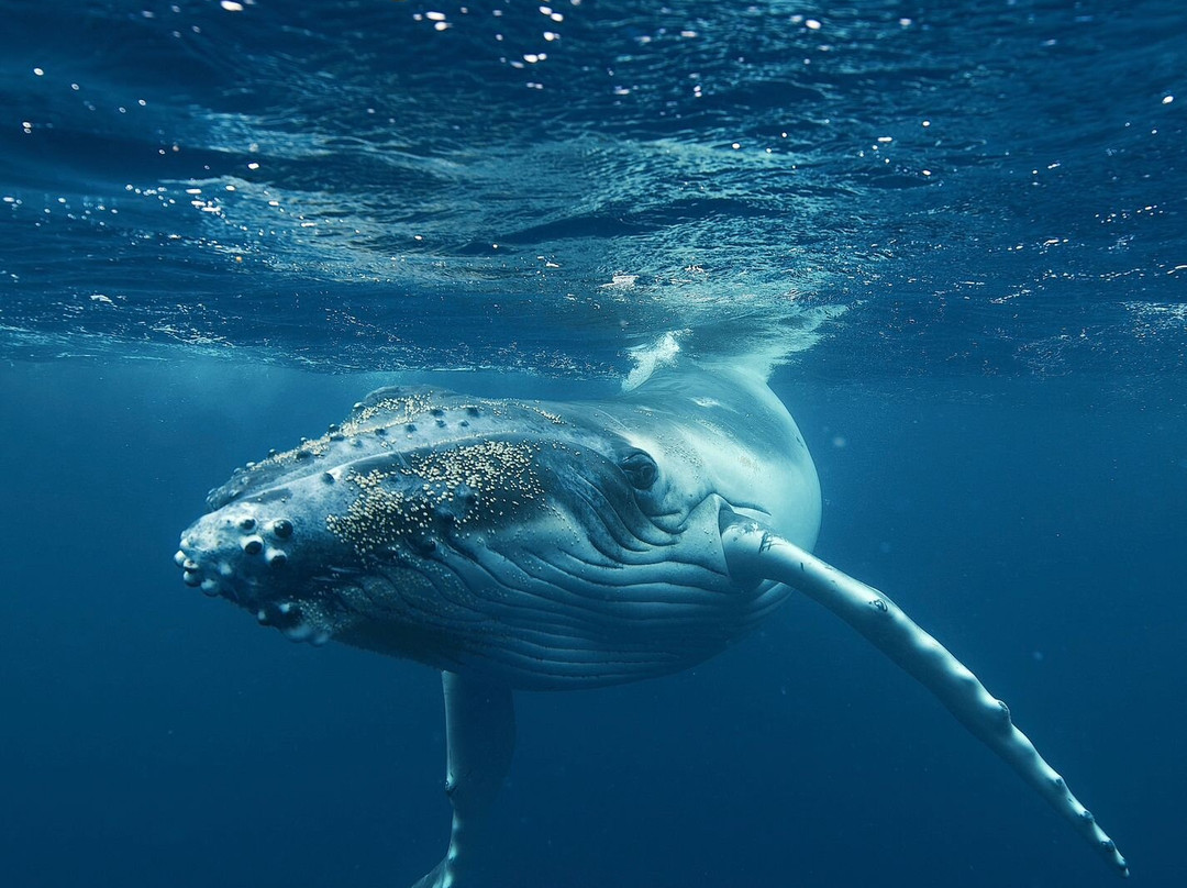 Whale Discoveries-Ha'apai Islands必去景点