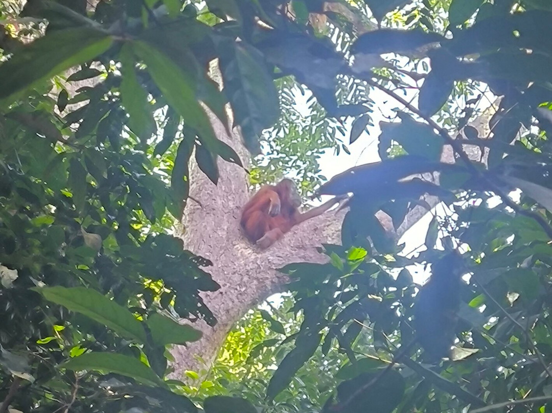 Trekking Orangutan Sumatra-武吉拉旺必去景点