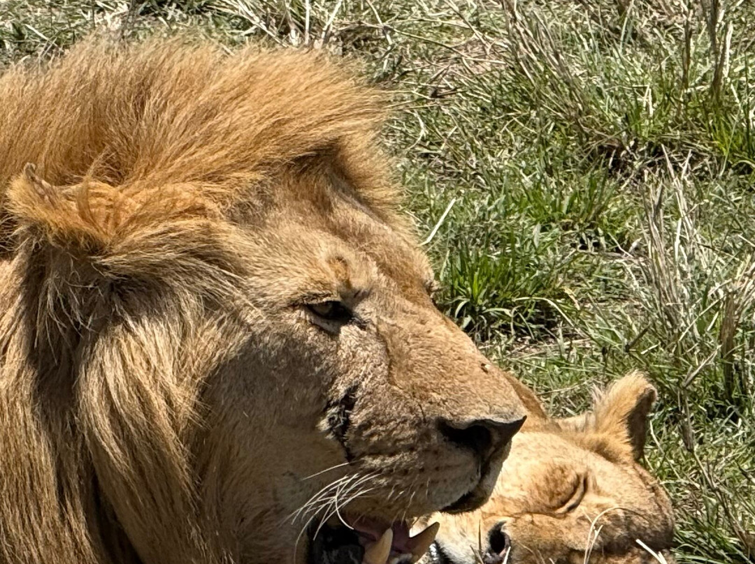 Travel Africa Safari Agency-Usa River必去景点