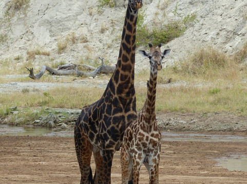 Tanzania Exploration Safari's & Tours-阿鲁沙必去景点