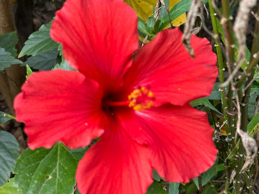 Voalá Mariposario Y Orquideario-Tinjaca必去景点