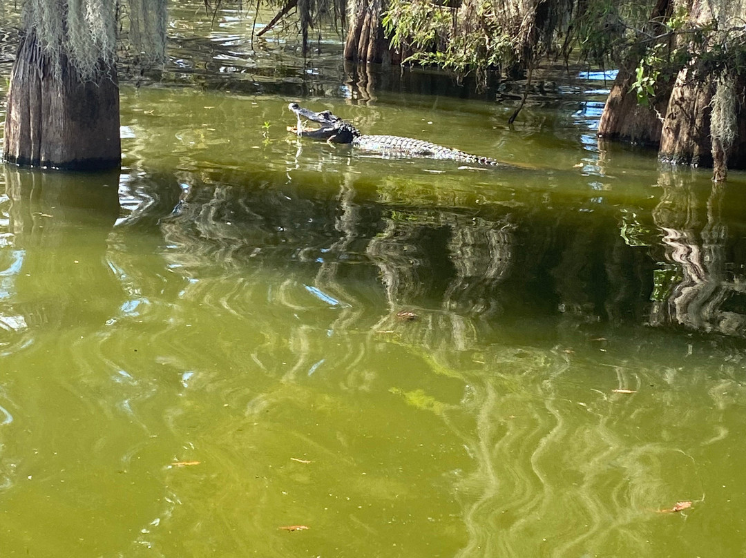Louisiana Swamp Tours-布里奥克斯桥必去景点