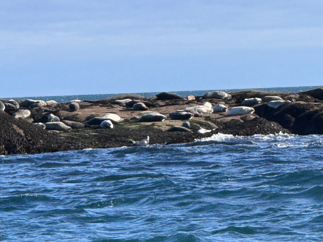 Lulu Lobster Boat-巴港必去景点
