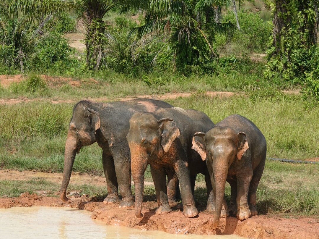 Following Giants - Krabi-Khlong Hin必去景点