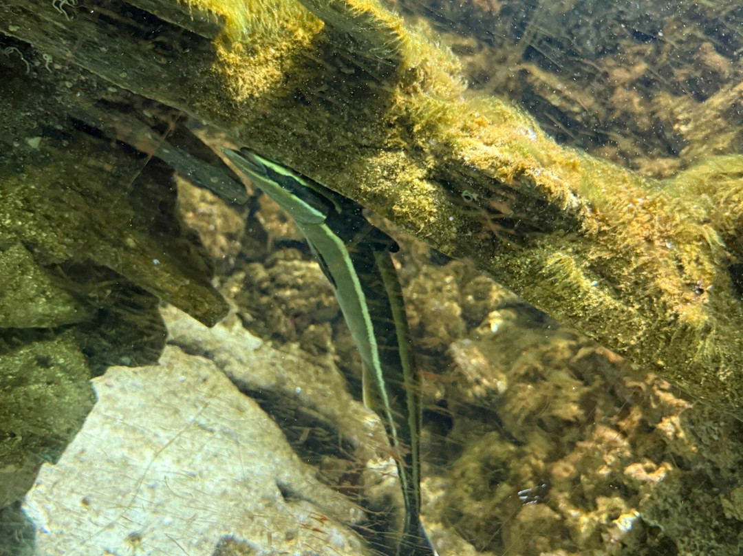 Aquarium of Rhodes - Hydrobiological Station-罗德城必去景点