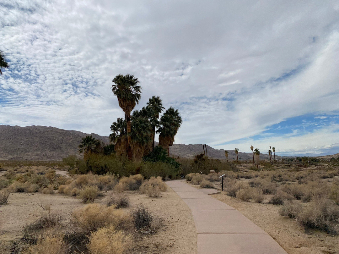 Twentynine Palms Oasis (Oasis of Mara)-约书亚树国家公园必去景点