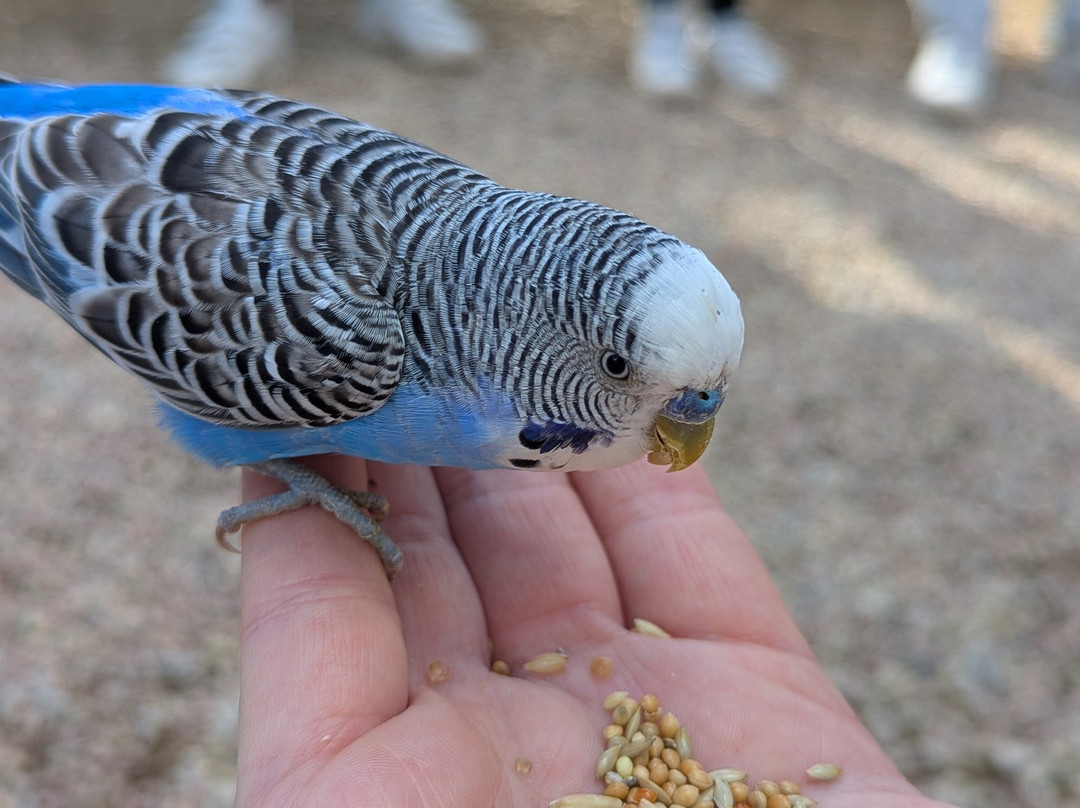 Le Parc Australien-卡尔卡松必去景点