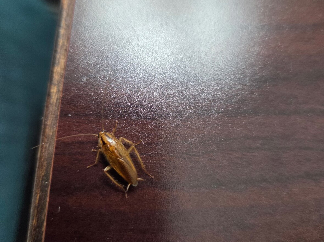 Days Inn by Wyndham Wytheville主图