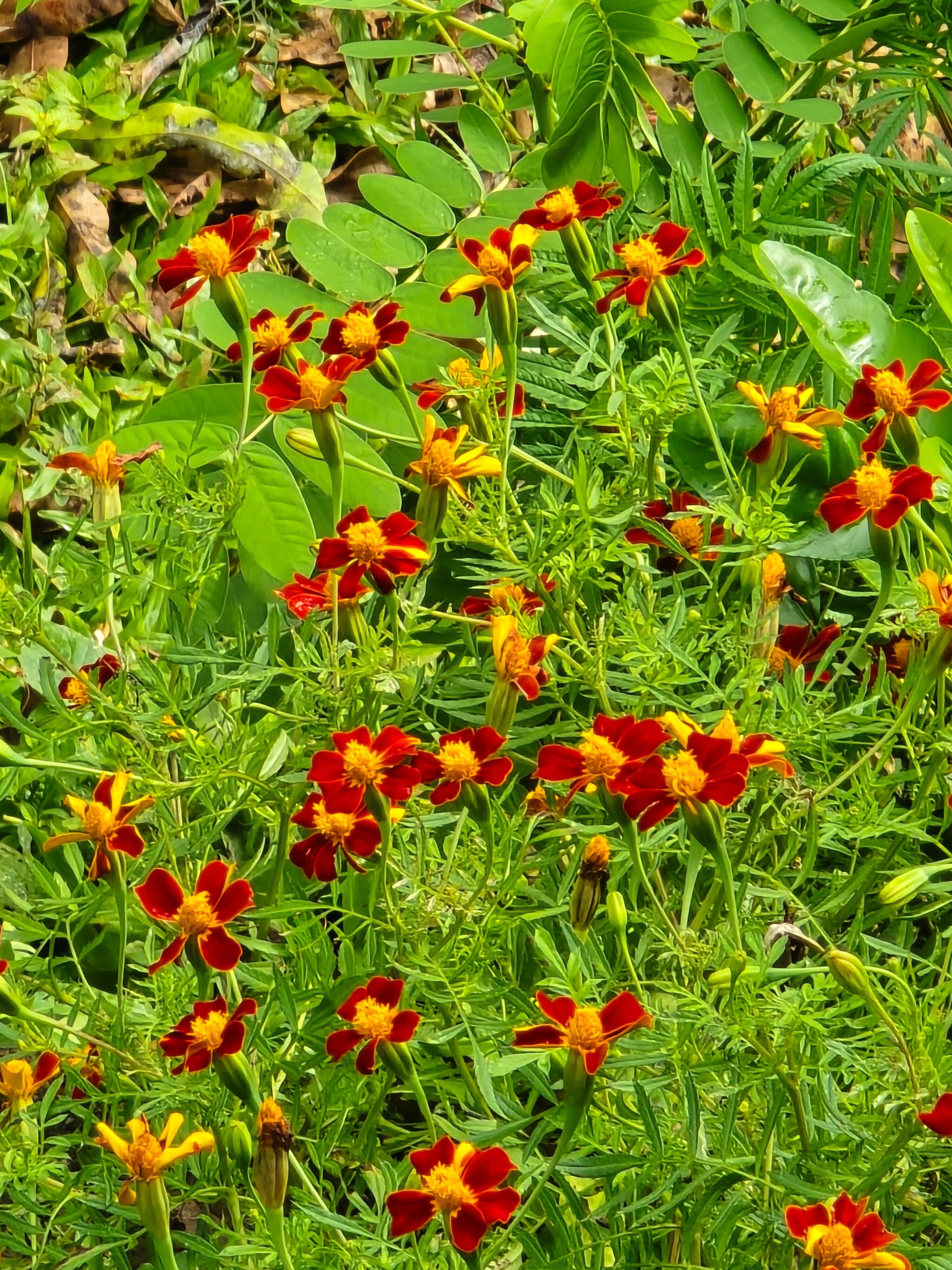 Oland Plantation Farm Stay-官方