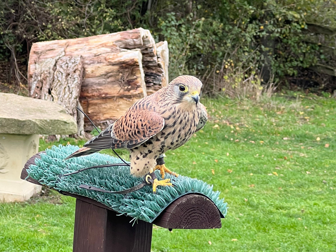 Feathers and Fur Falconry Centre-布拉克内尔必去景点