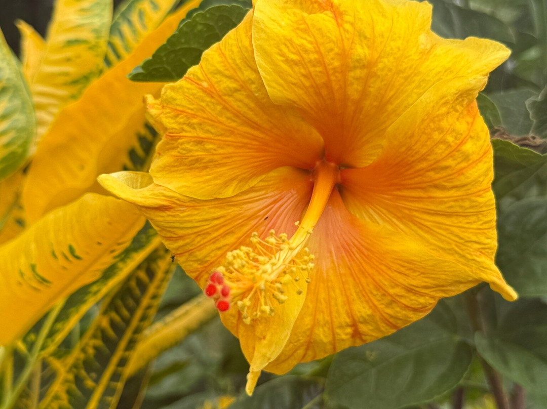 Jardin Botanico de Santiago-圣地亚哥必去景点