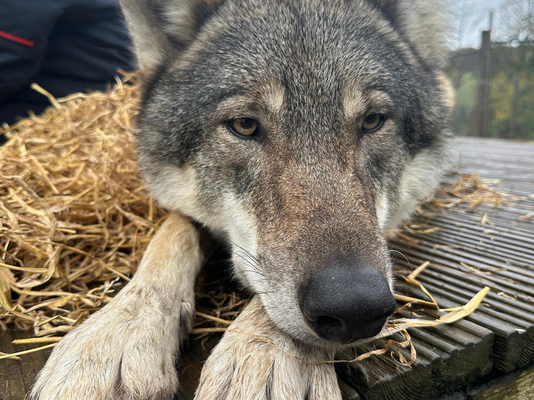 Wolves Of Wiltshire-埃文河畔布德拉夫必去景点