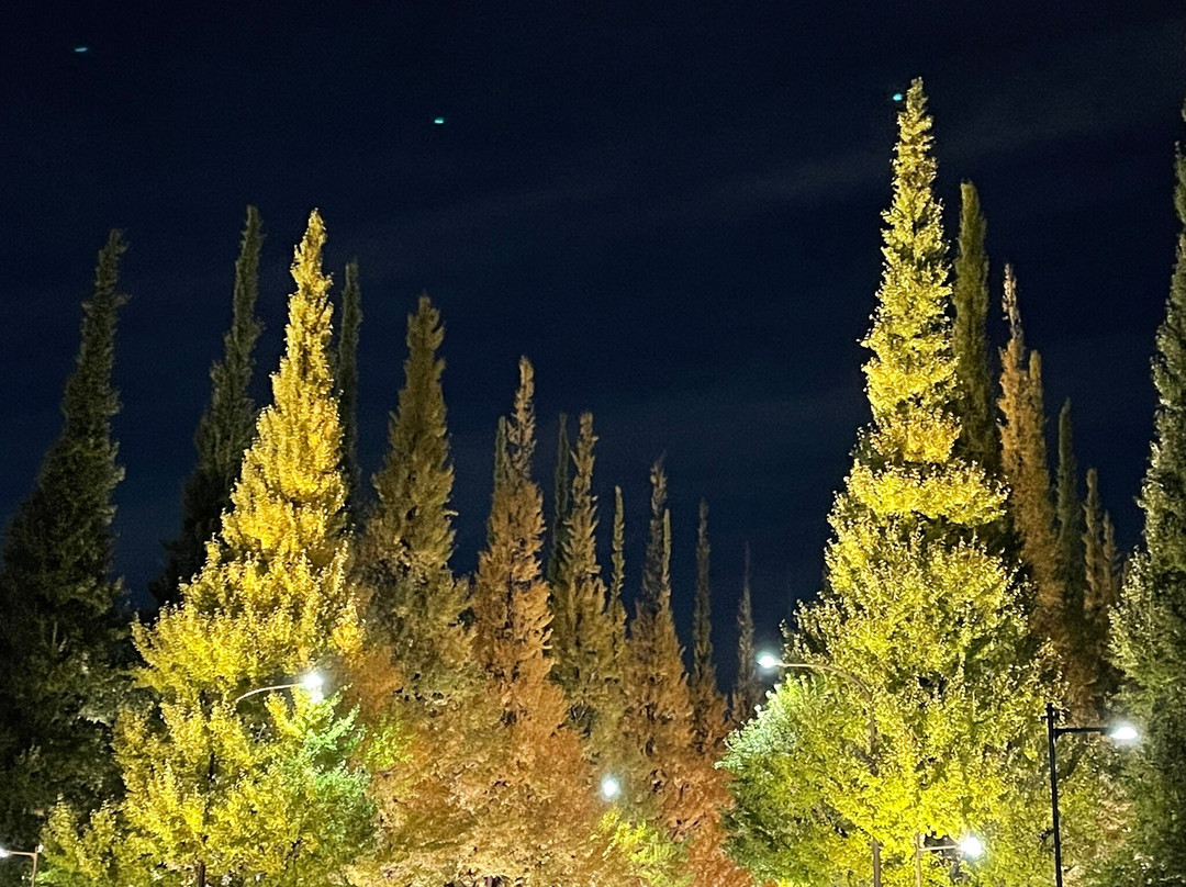 Jingu Gaien Ginkgo Tree-lined Street-港区必去景点