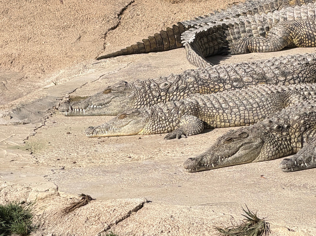 Crocodile Park-托雷莫里诺斯必去景点