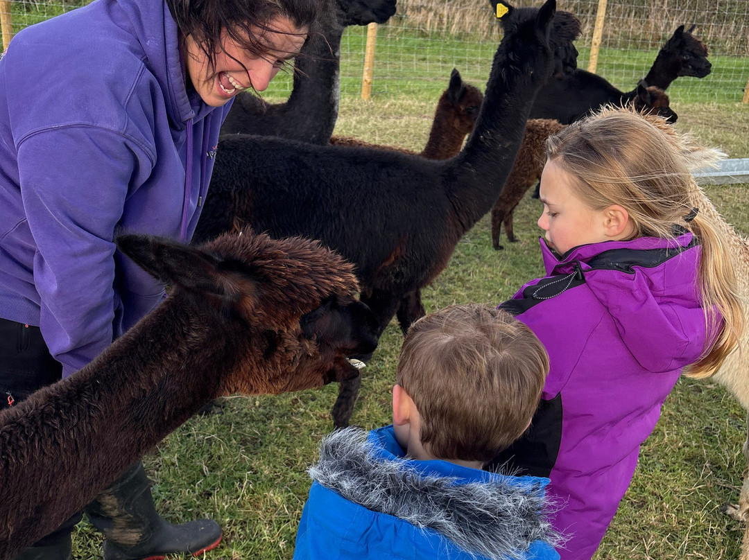 Sweet Home Alpaca-Roch必去景点