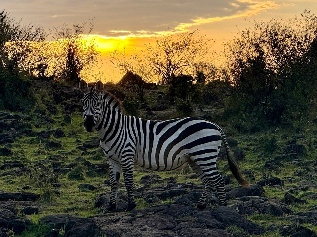 The Safari Company Ltd-Karen必去景点