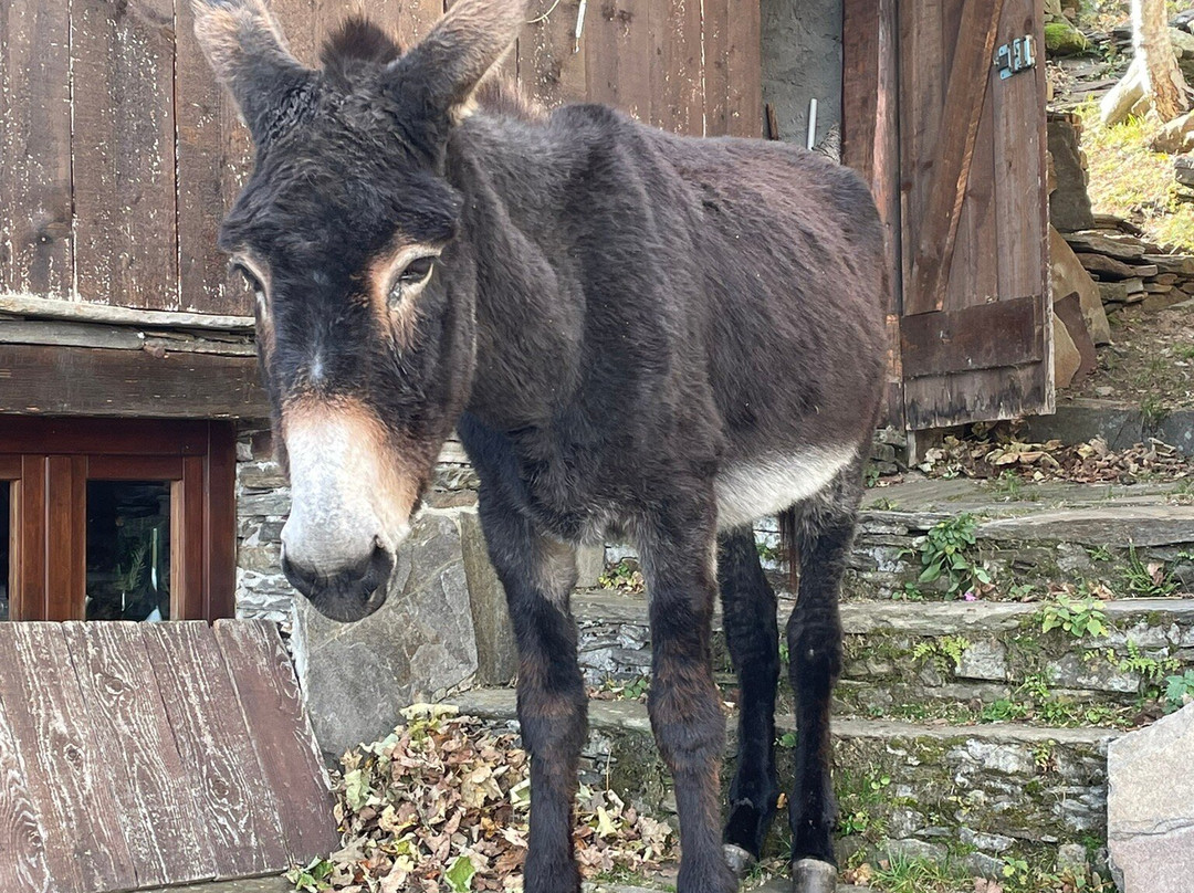 SIFE Asino Felice ASD APS-Villareggia必去景点