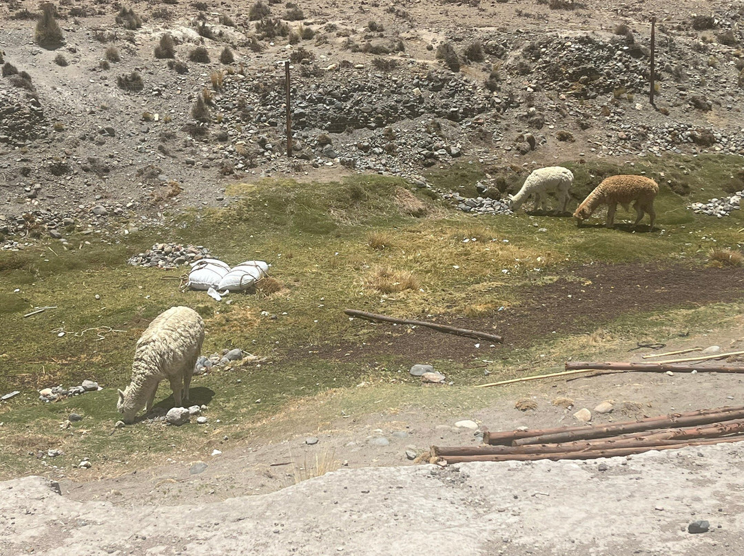 Salinas y Aguada Blanca National Reserve-阿雷基帕必去景点
