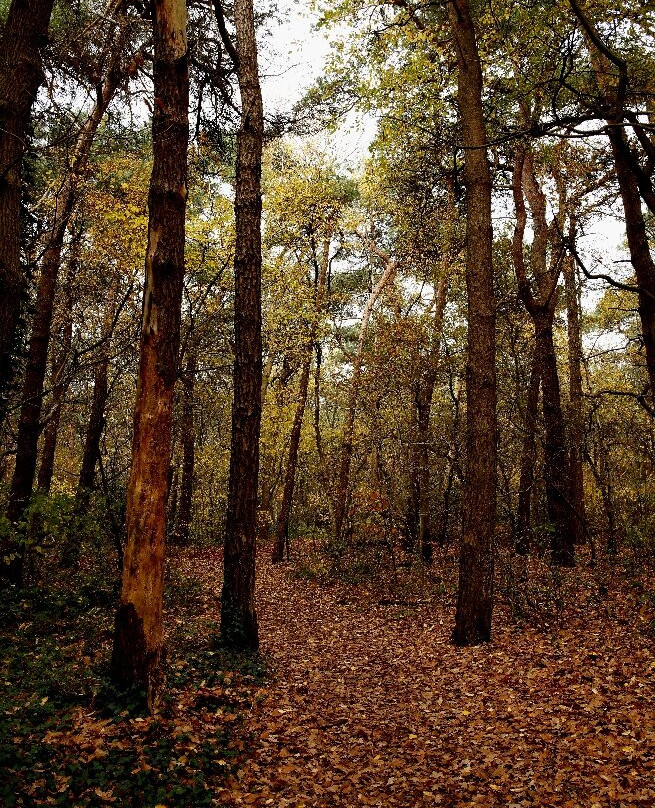 National Park de Loonse en Drunense Duinen-Drunen必去景点