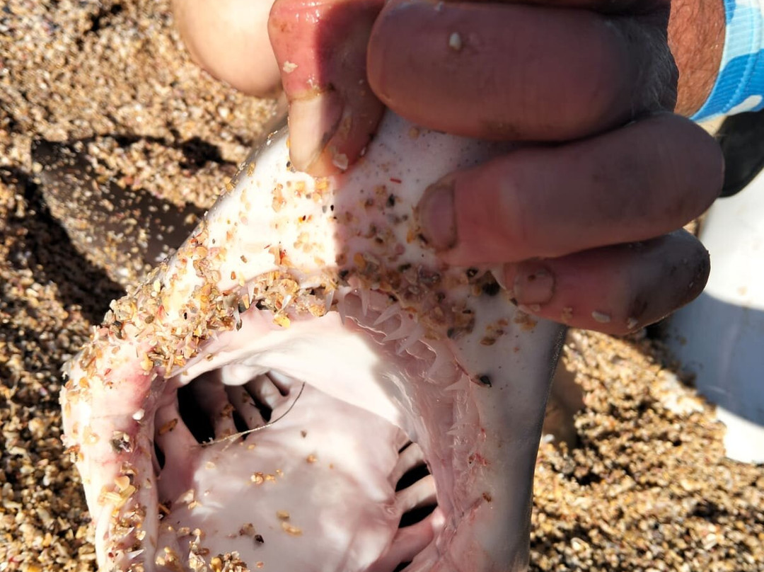 Gam's Charters-贝隆布尔必去景点