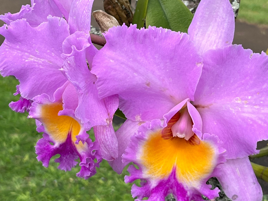 Na Aina Kai Botanical Gardens-基拉韦厄必去景点