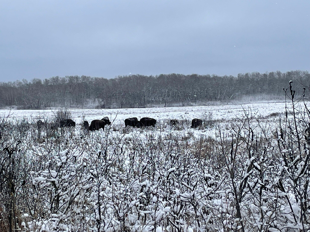 Lake Audy Bison Enclosure-Lake Audy必去景点