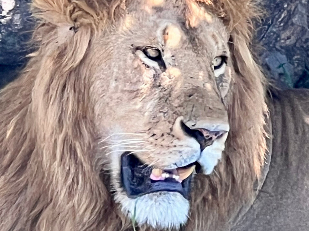 Roy Safaris-阿鲁沙必去景点