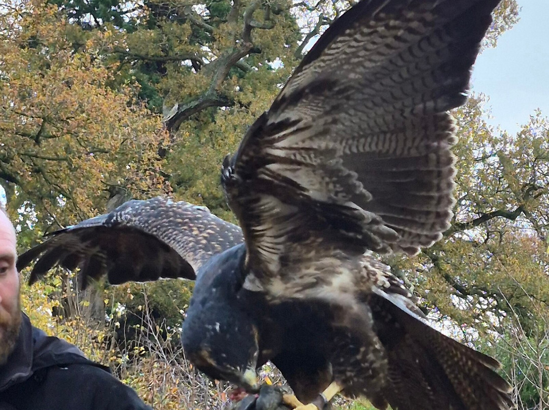 Cotswold Falconry Centre-莫顿因马什必去景点