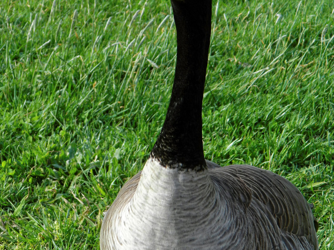 Page Public Library-佩吉必去景点