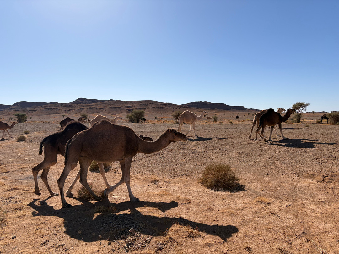 Morocco Easy Tours - Morocco Tours-马拉喀什必去景点