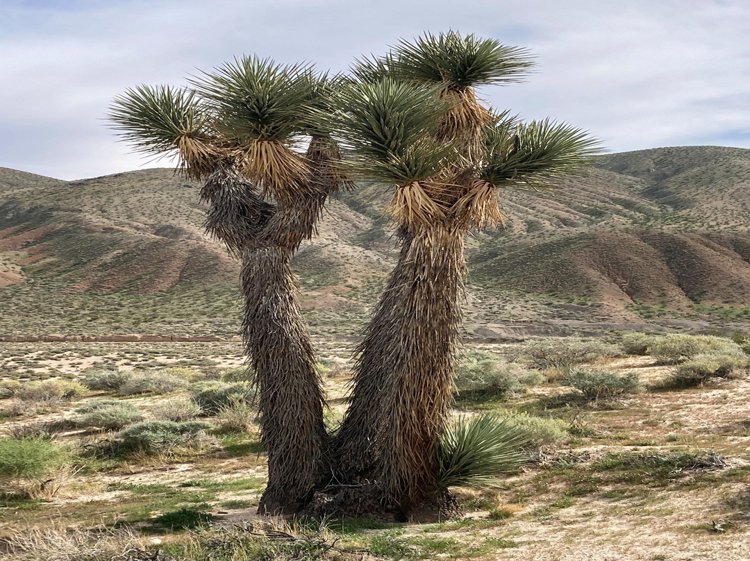 Red Rock Canyon State Park-Cantil必去景点