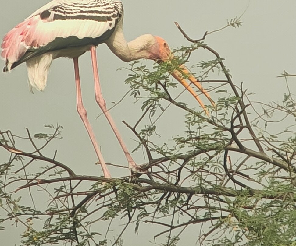 Bharatpur Bird Sanctuary-巴拉特浦必去景点